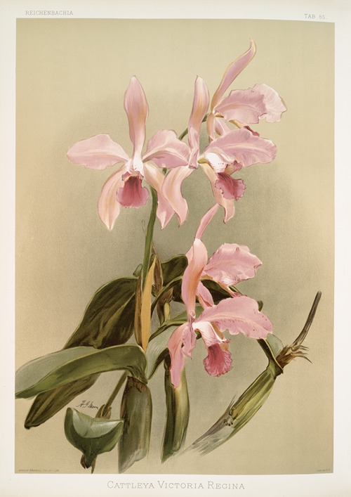 Cattleya victoria regina.