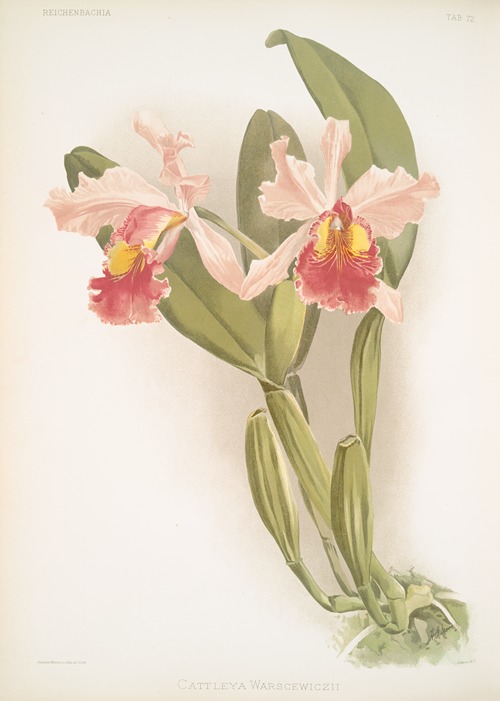 Cattleya warscewiczii.