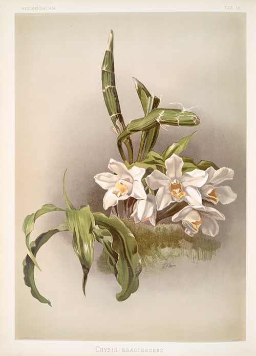 Chysis bractescens.