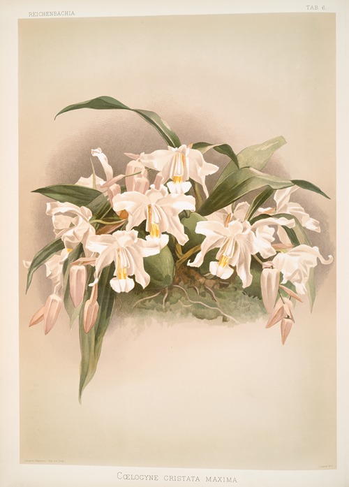 Coelogyne cristata maxima.