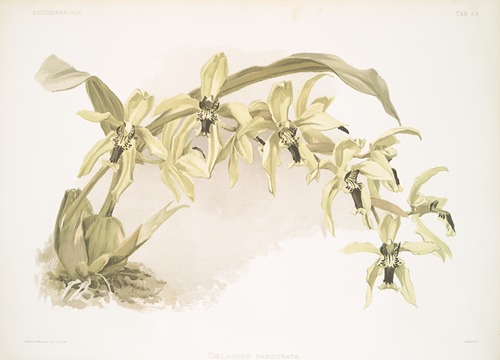 Coelogyne pandurata.