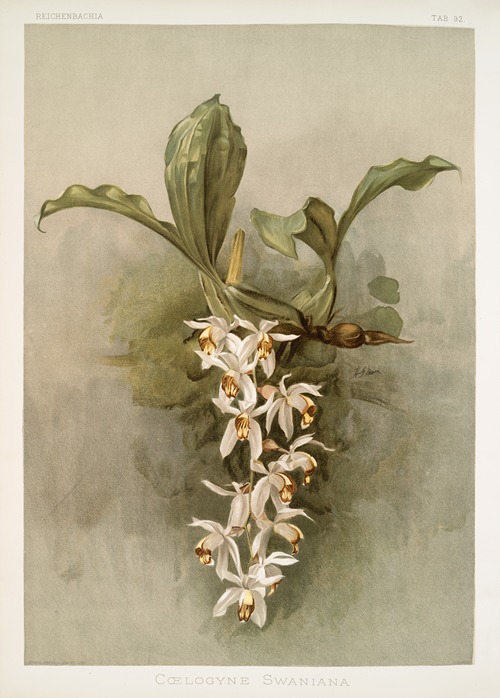 Coelogyne swaniana.