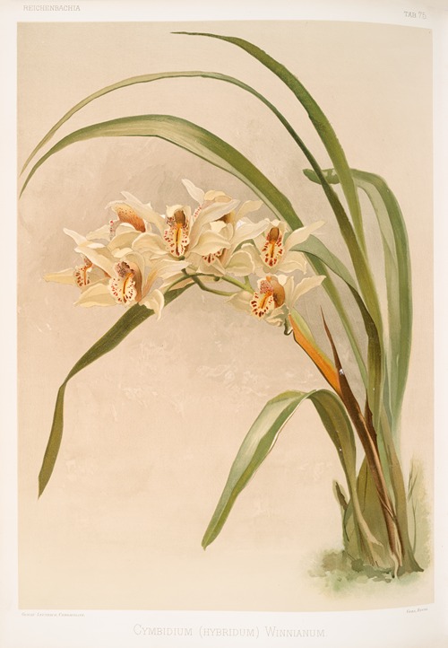 Cymbidium (hybridum) winnianum.