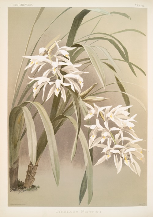 Cymbidium mastersi.