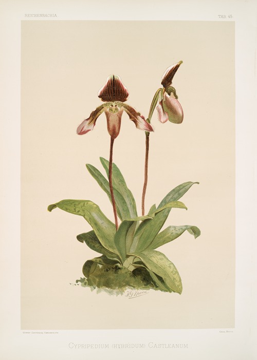 Cypripedium (hybridum) castleanum.