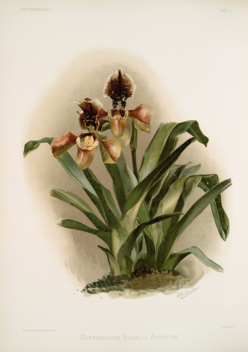 Cypripedium boxalli atratum.