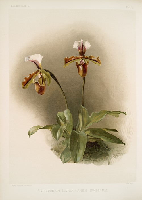 Cypripedium lathamianum inversum.