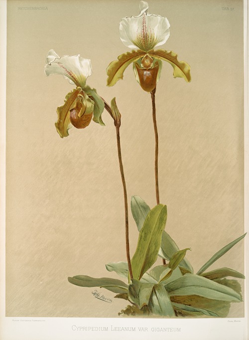 Cypripedium leeanum var giganteum.