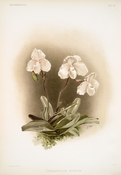 Cypripedium niveum.
