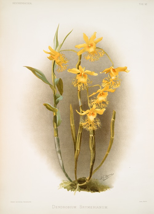 Dendrobium brymerianum.