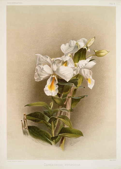 Dendrobium formosum.