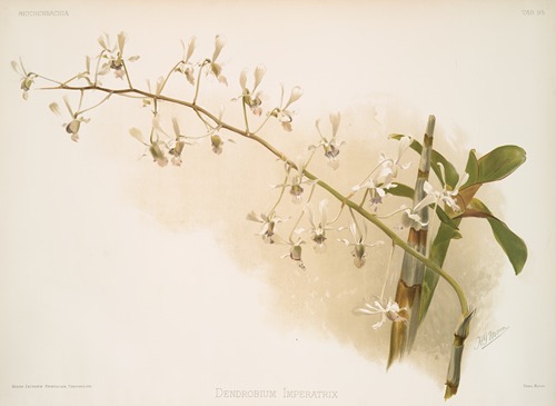 Dendrobium imperatrix.