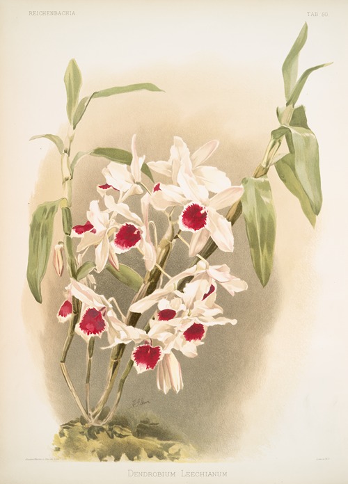 Dendrobium leechianum.
