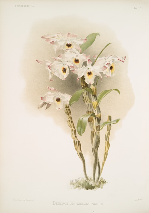 Dendrobium melanodiscus.