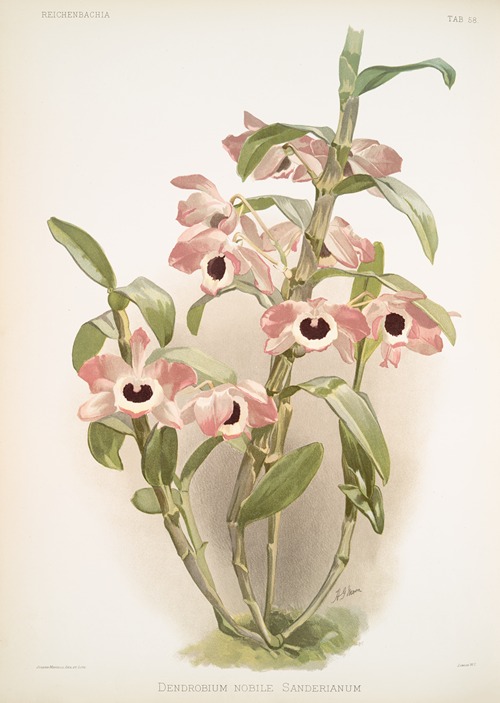 Dendrobium noile sanderianum.