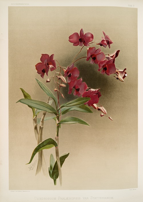 Dendrobium phalænopsis var statterianum.