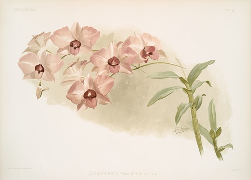 Dendrobium phalænopsis var.