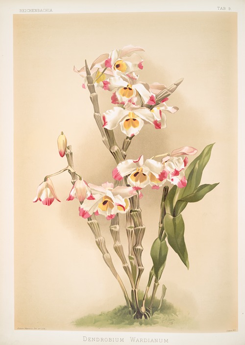 Dendrobium wardianum.