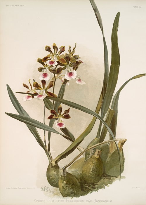 Epidendrum atro-purpureum var randianum.
