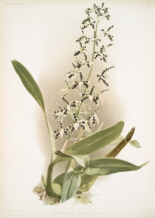 Epidendrum prismatocarpum.