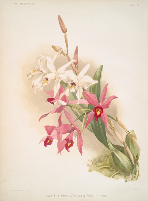 Laelia anceps Stella & Barkeriana.