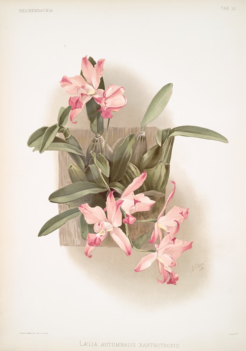 Laelia autumnalis xanthotropis.
