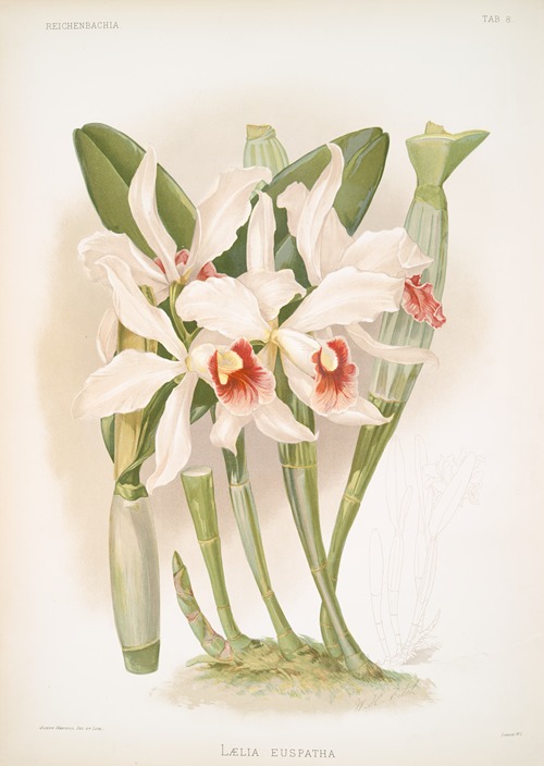 Laelia euspatha.
