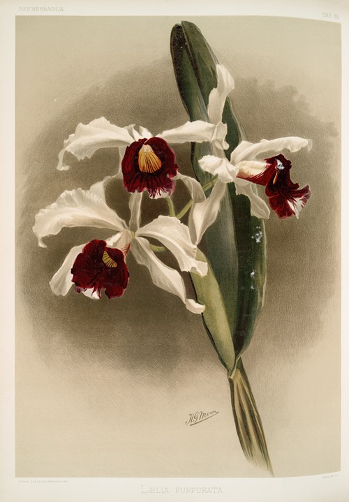 Lælia purpurata.