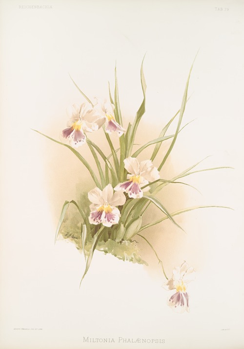 Miltonia phalænopsis.