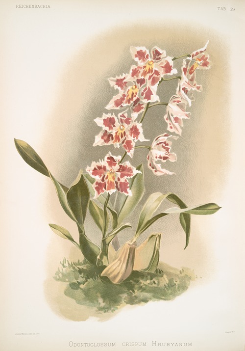 Odontoglossum crispum Hrubyanum.