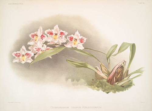Odontoglossum crispum Kinlesideanum.