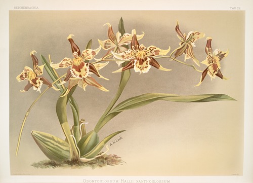 Odontoglossum Hallii xanthoglossum.