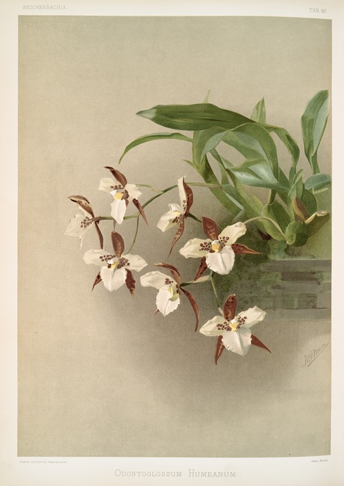 Odontoglossum humeanum.