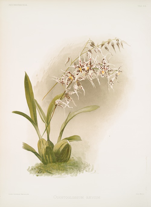 Odontoglossum nævium.