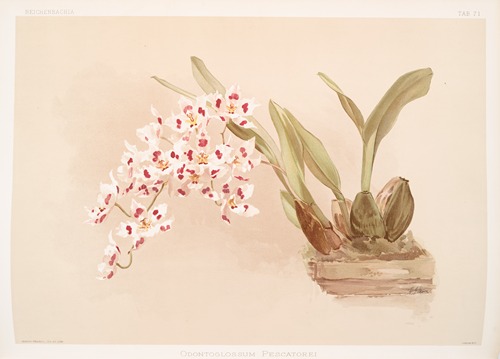 Odontoglossum pescatorei.