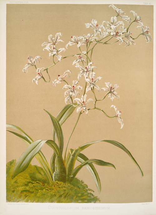 Odontoglossum ramosissimum.
