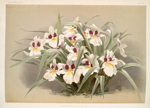 Odontoglossum roezlii.