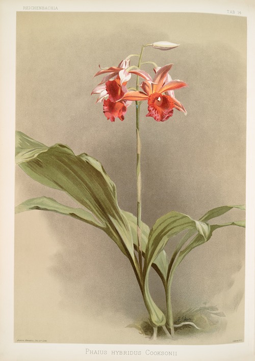 Phaius hybridus cooksonii.