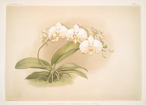 Phalaenopsis grandiflora aurea.