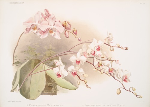 Phalænopsis sanderiana; Phalænopsis intermedia portei.