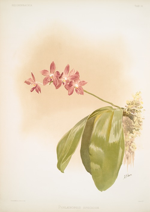 Phalænopsis speciosa.