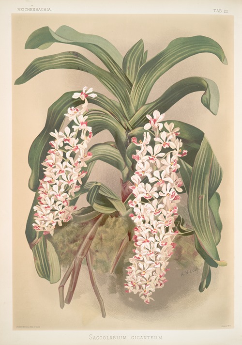 Saccolabium giganteum.