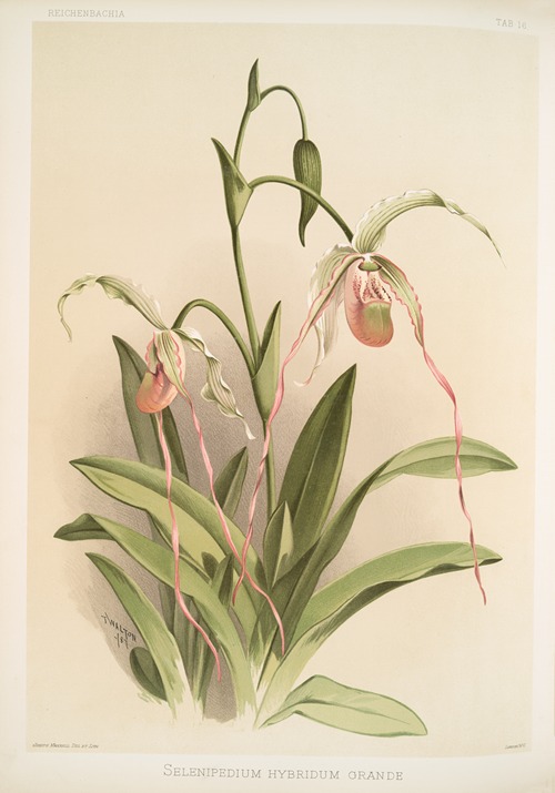 Selenipedium hybridum grande.