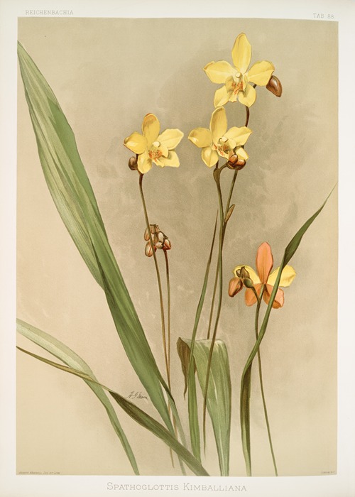 Spathoglottis kimballiana.