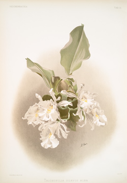 Trischopilia suavis alba.