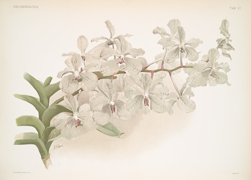Vanda ccerulea.