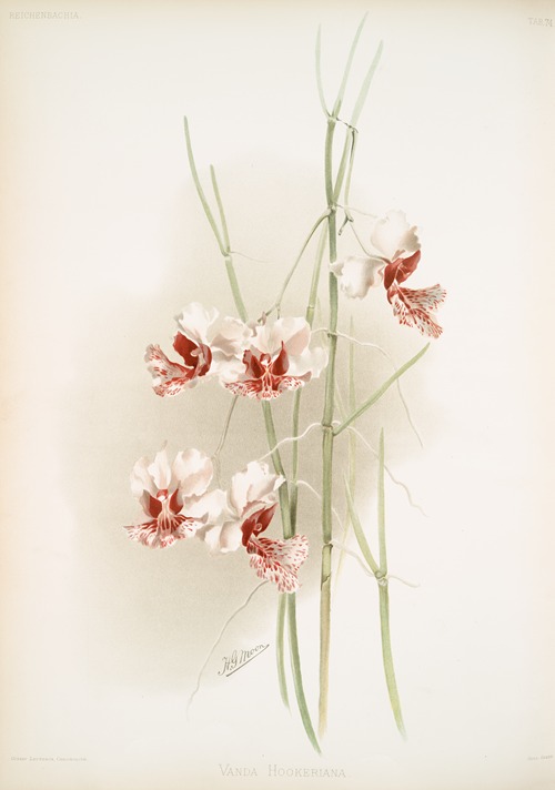 Vanda hookeriana