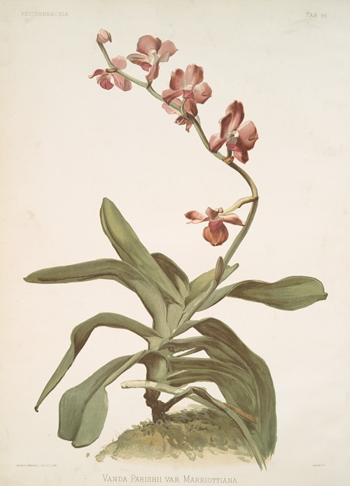 Vanda parishii var marriottiana.