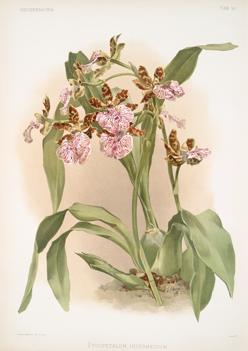 Zycopetalum intermedium.