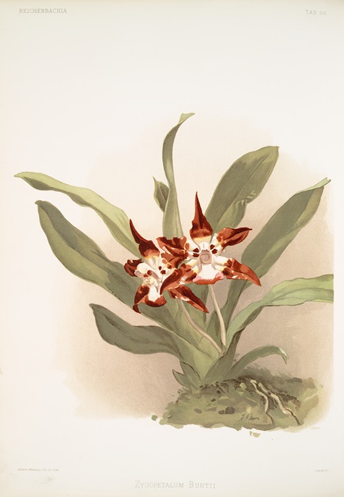Zygopetalum burtii.